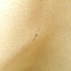 TOD_SSpring03